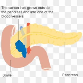 Pancreas Diagram Png, Transparent Png - pancreas png