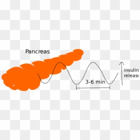 Pathogens That Disrupt Homeostasis, HD Png Download - pancreas png