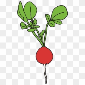 Radish Clipart Png, Transparent Png - radish png