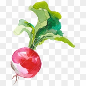 Watercolour Radish Drawing, HD Png Download - radish png