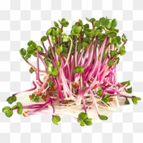 Red Radish Sprout, HD Png Download - radish png