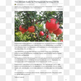 Boron Deficiency In Pomegranate, HD Png Download - anar juice png
