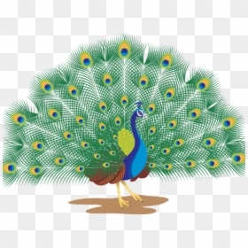 Peacock With White Background, HD Png Download - morpankh png