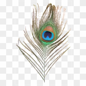 Peacock Feather Png Transparent, Png Download - morpankh png