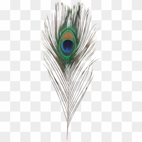 Peacock Feather Hd Png, Transparent Png - morpankh png