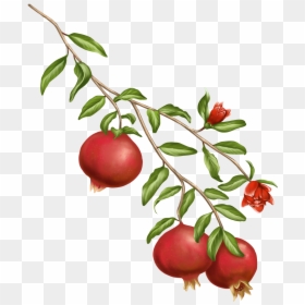 Pomegranate Plant Transparent Background, HD Png Download - pomegranate seeds png