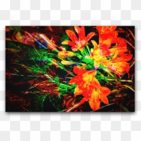 Caesalpinia, HD Png Download - abstract effect png