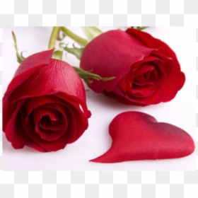 Romantic Good Morning And Good Night, HD Png Download - valentine single roses png