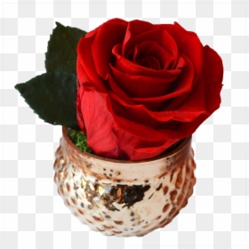 Floribunda, HD Png Download - valentine single roses png