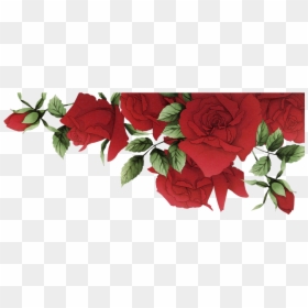 Red Roses Border Png, Transparent Png - red rose flower border design png