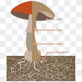 Mushroom Anatomy Png, Transparent Png - button mushroom png