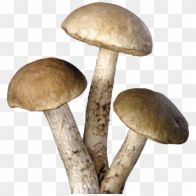 Magic Mushrooms Png, Transparent Png - button mushroom png