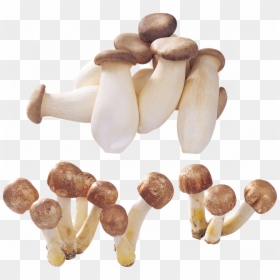 Mushrooms Png, Transparent Png - button mushroom png