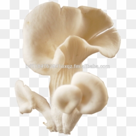 White Oyster Mushroom Png, Transparent Png - button mushroom png