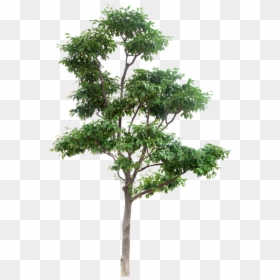 High Resolution Tree Png, Transparent Png - plumeria tree png