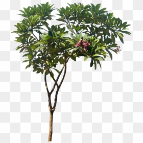 Plumeria Rubra Png, Transparent Png - plumeria tree png