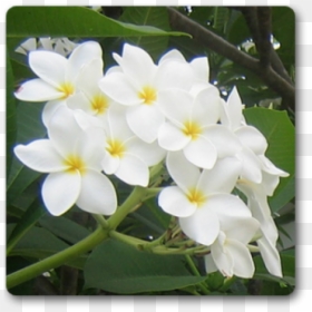 Plumeria Champa, HD Png Download - plumeria tree png
