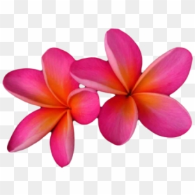 Frangipani Png, Transparent Png - plumeria tree png