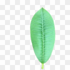 Smooth Sumac, HD Png Download - plumeria tree png