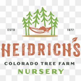 Colorado Tree Farm, HD Png Download - plumeria tree png