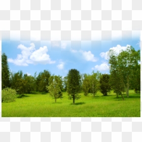 Grove, HD Png Download - dry trees png