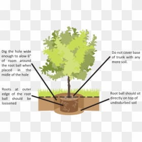 Beech, HD Png Download - dry trees png