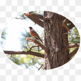 Common Crossbill, HD Png Download - dry trees png