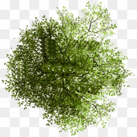 Plan Trees For Photoshop Png, Transparent Png - shrubs top view png