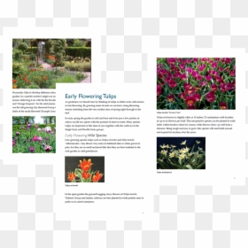Uses Of Tulip Flower, HD Png Download - shrubs top view png