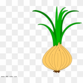 Onion Plant Clipart, HD Png Download - onion vector png