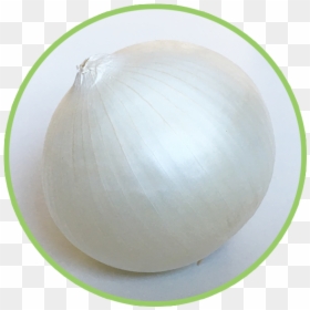 Onion, HD Png Download - onion vector png