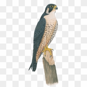 Falcon, HD Png Download - png all hd