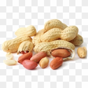 Transparent Background Groundnut Png, Png Download - thoranam png hd