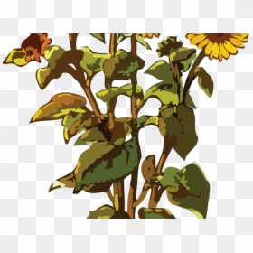 Sunflower Plant Images Clipart, HD Png Download - flowers tree png