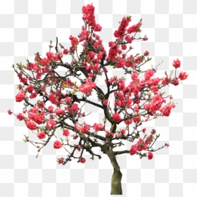 University Of Maryland University College, HD Png Download - flowers tree png