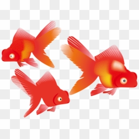 Goldfish, HD Png Download - golden fish png