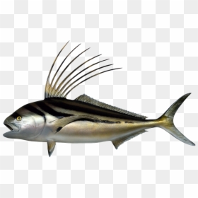 Many Types Of Fish Png, Transparent Png - filmfare trophy png