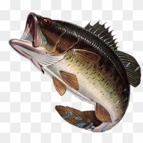 Largemouth Bass Png, Transparent Png - golden fish png