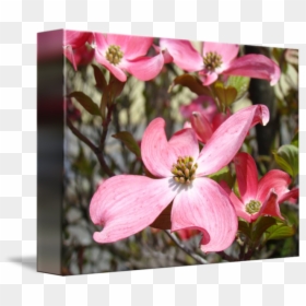 Flowering Dogwood, HD Png Download - flowers tree png