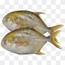 Golden Pomfret And Silver Pomfret, HD Png Download - golden fish png
