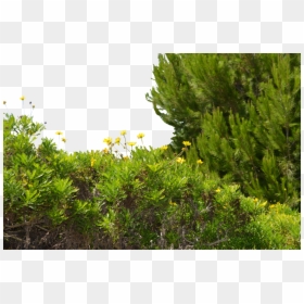Png Tree Ground, Transparent Png - flowers tree png