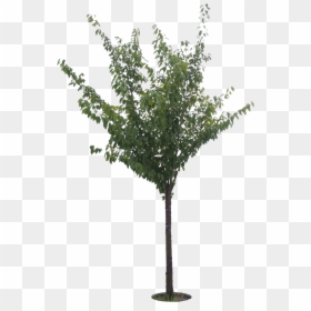 Small Trees Png, Transparent Png - small trees png