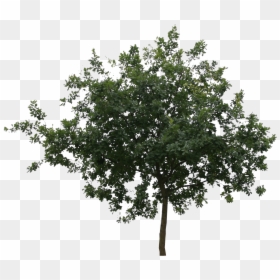 Small Trees Png, Transparent Png - small trees png