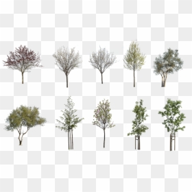 Cutout Free Trees Pack Png, Transparent Png - small trees png