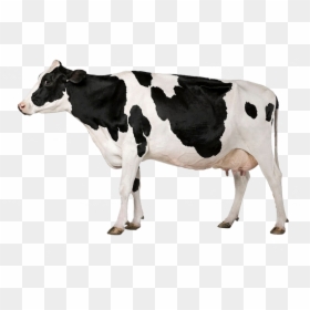 Cow With White Background, HD Png Download - cow images hd png