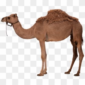 Camel Png, Transparent Png - chota bheem hd png