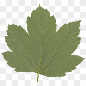 Maple Leaf, HD Png Download - nature png hd