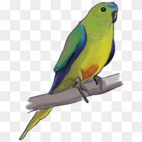 Orange Bellied Parrot Png, Transparent Png - parrot clipart png