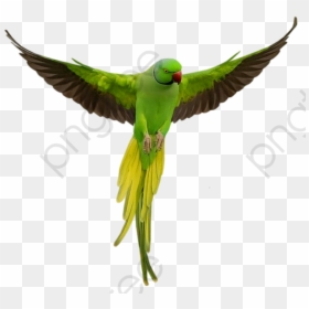 Parrot Png, Transparent Png - parrot clipart png