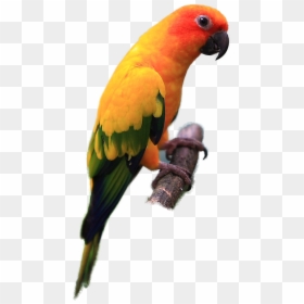 Sun Conure Bird Png, Transparent Png - parrot clipart png